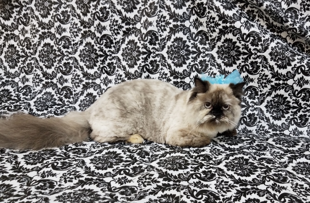 A cat is sitting on the couch with its head in a blue bow.