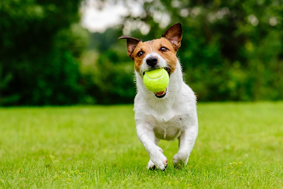 A dog running in the grass with a ball in its mouth.