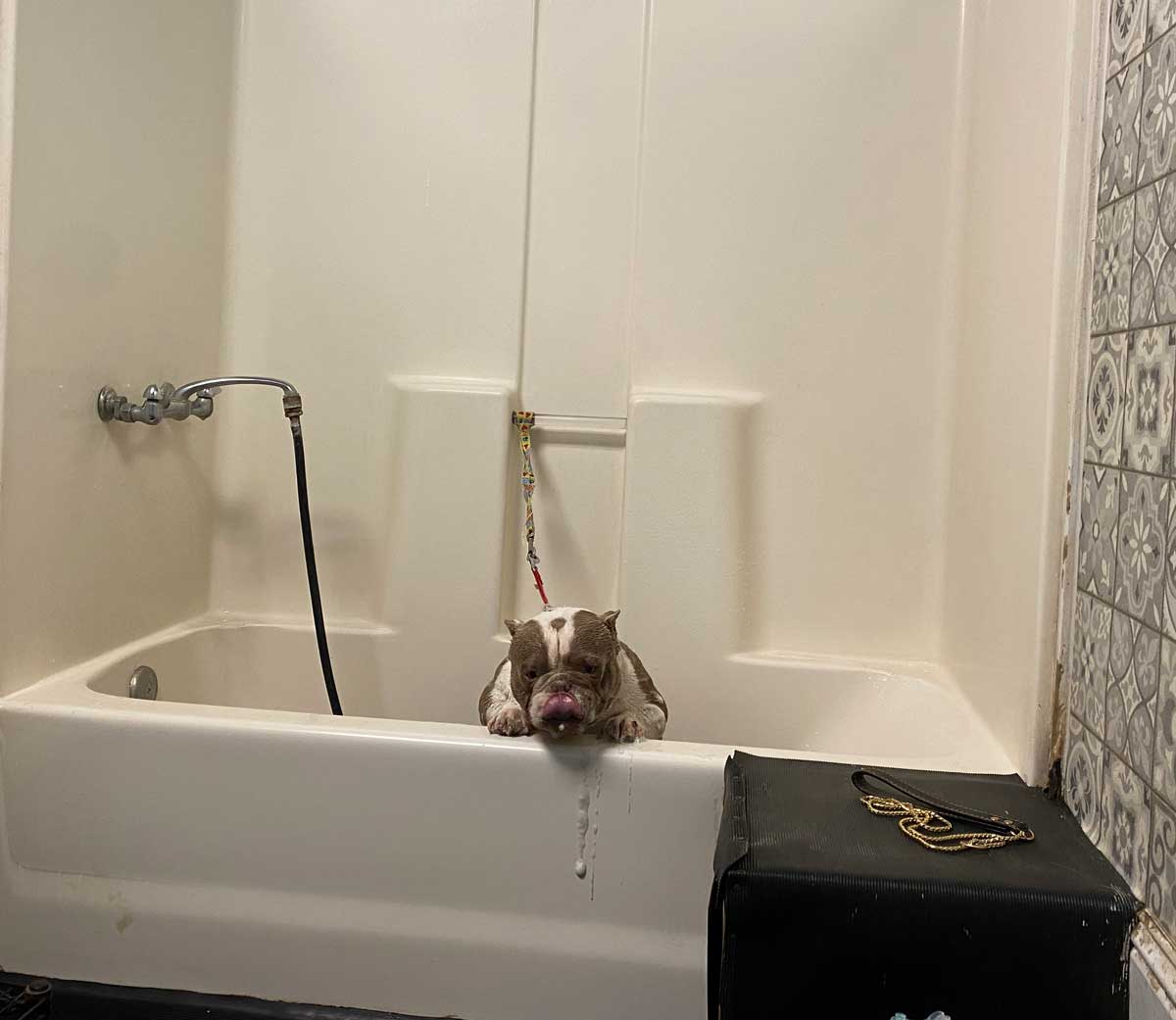 A dog hanging from the side of a bathtub.