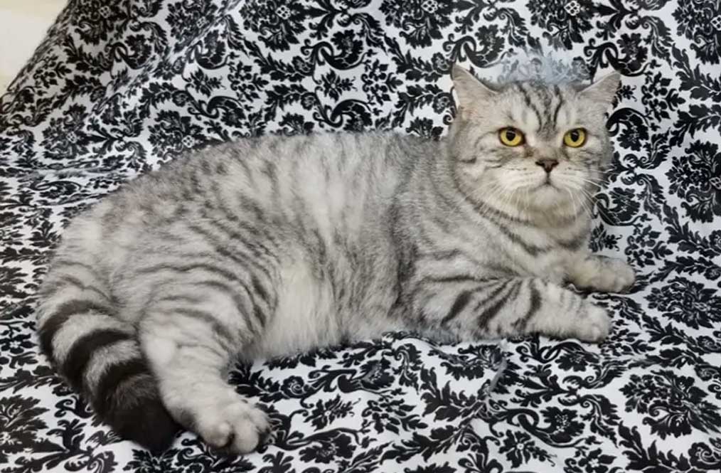 A cat is laying on the couch with its head up.