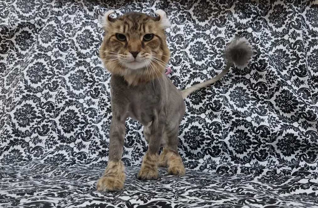 A cat standing on top of a chair.