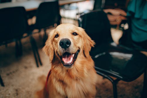 A dog sitting in front of some chairs