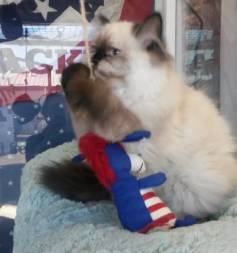 A cat sitting on top of a stuffed animal.