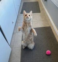 A cat standing on its hind legs in front of a ball.